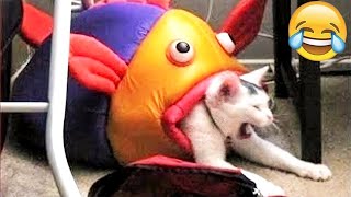 Funny Dogs And Cats Videos 2023 😅 - Best Funniest Animal Videos Of The Month #27