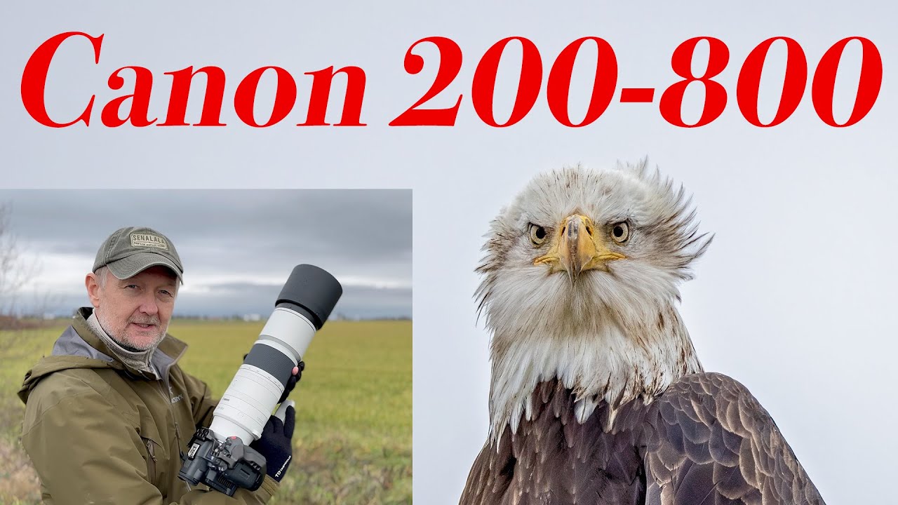 CANON RF 200-800: Initial Review #cameragear #wildlifevideography # ...