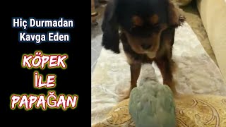 Muhabbet kuşu ile köpeğin kavgası by istanbul stray cats 91 views 3 years ago 2 minutes, 27 seconds