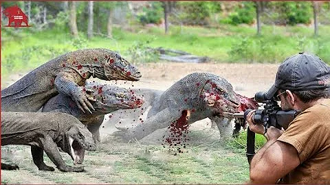 How Farmers and Hunters Deal with Millions of Komodo Dragon and Wild Boars | Farming Documentary P7