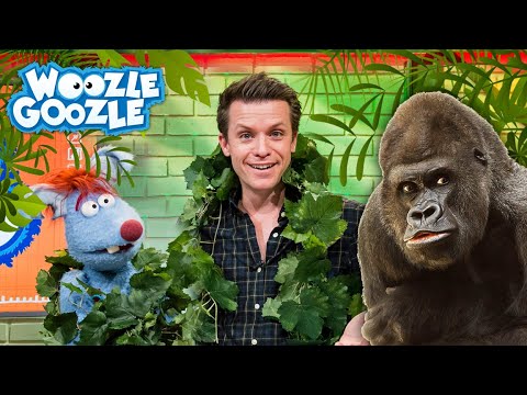 Wo leben Gorillas? l WOOZLE GOOZLE