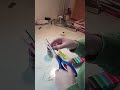 Pravim Pigija Od Plastelina Pravim Pigija Od Plastelina