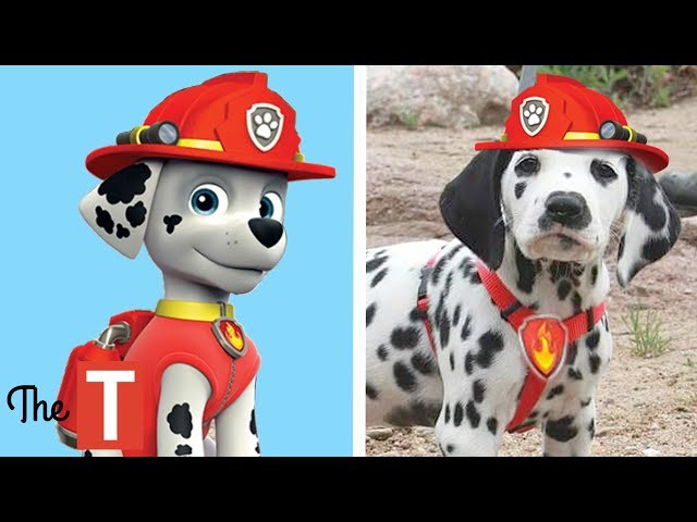 10 Paw Patrol Dogs In Real Life - Youtube