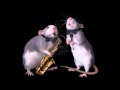 Rata De Dos Patas, Canta Gato Tom.mp3
