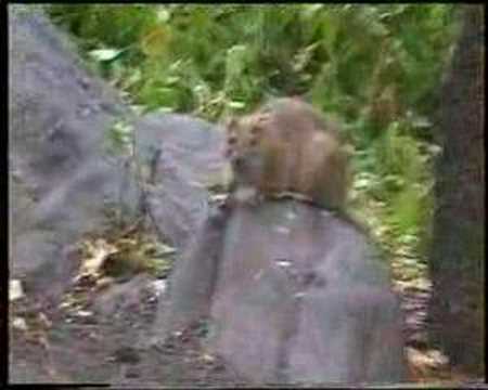 A big rat!!.