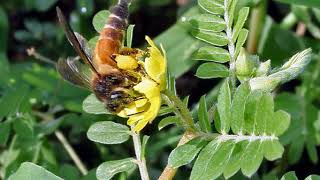 Pterygota | Wikipedia audio article