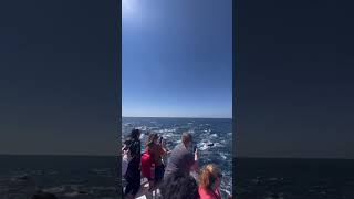 Did You Know Weve Kicked Off Kids Free October? Oceansidewhalewatching To Book. By Tikhon