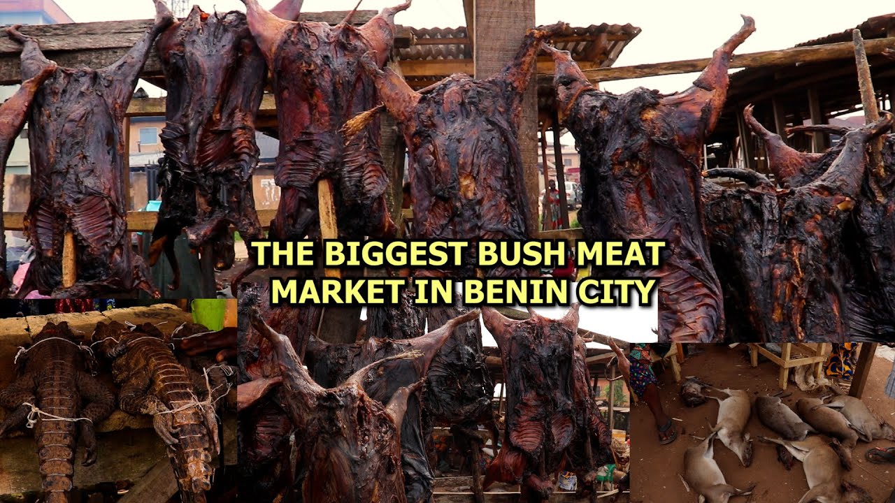 The biggest bush meat market in Benin city checkout the price of bush ...