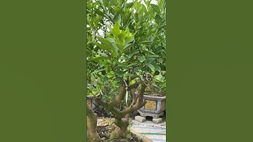 Mầm quất trên gốc bưởi. #xuhuong2023