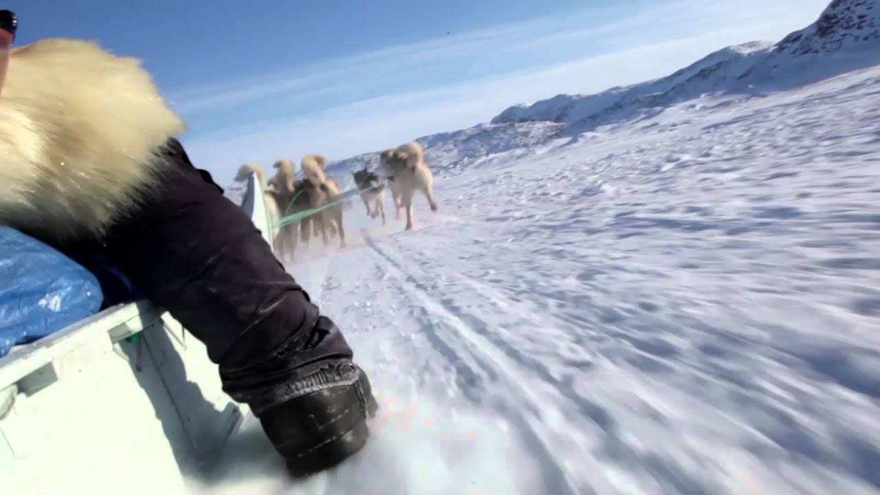 Dog Sledding in Greenland