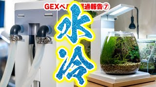 夏の高水温対策＆小ネタ！GEXペルコに水槽用クーラーを設置する？経過報告も #アクアリウム #熱帯魚 #ぺる子