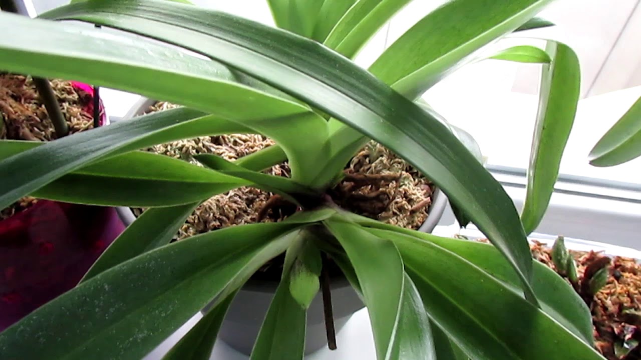 Ура! Башмак будет цвести! - YouTube