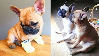 Try not to laugh | Cute and Funny French Bulldogs doing funny things # 1 (2019)| Cute Pets