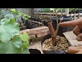 Cara grafting anggur by Roni Tiger [Komunitas Petani Kota]