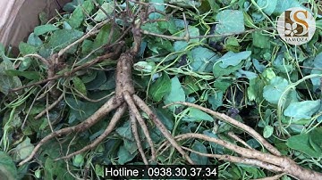 Cận cảnh Lá sâm dây Ngọc Linh Hồng đẳng sâm