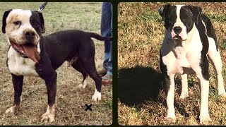 Grandfather to Granddaughter American Bulldog breeding. Pups 3x Neyland by Pride of the Southland Kennels and Farm  1,130 views 3 months ago 6 minutes, 20 seconds