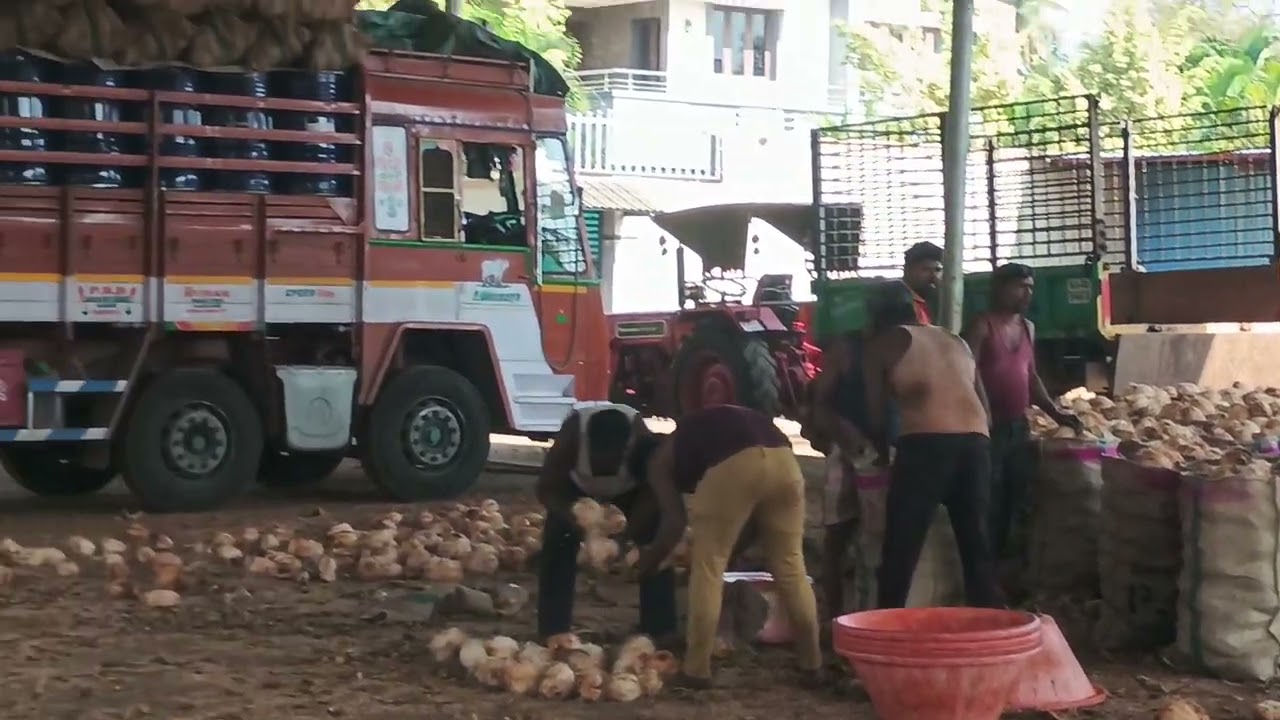  Tamil nadu truck  loading to Rajasthan coconut 🥥🥥 available