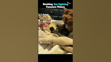 Ranking Cat Fighting Funniest Videos part 2