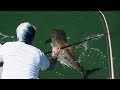 All Time COBIA FISHING!  |  Sight Casting Monsters