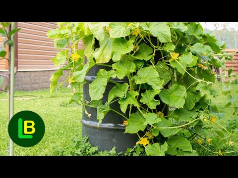 Video: Biljke kaučuka na otvorenom - možete li uzgajati gumene biljke vani