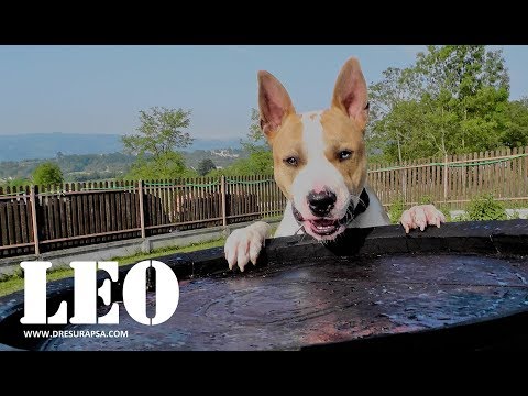 Video: Kako Smiriti Psa