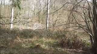 Another Day in the Woods with Good Friends