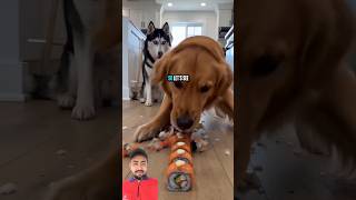 Eating competition funny dogs shorts episode 16 #ytshorts #shorts #shorts #funnyshorts