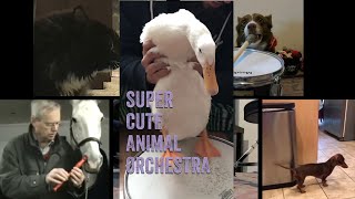 cute & musical animals by Luksan Wunder