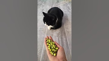 Cat ASMR 💛❤️ Satisfying Reverse Video #shorts