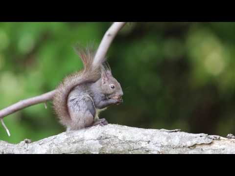 初夏、エゾリスの食事