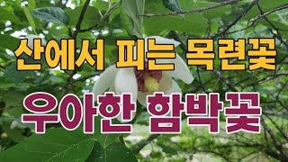 산목련꽃 피는 시기  #꽃차만들기  #꽃차의효능 #꽃차