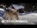 Wolves make a return to Yellowstone National Park