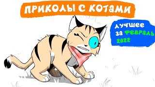 Приколы с котами. ЛУЧШЕЕ ЗА ФЕВРАЛЬ 2022 | Мемозг