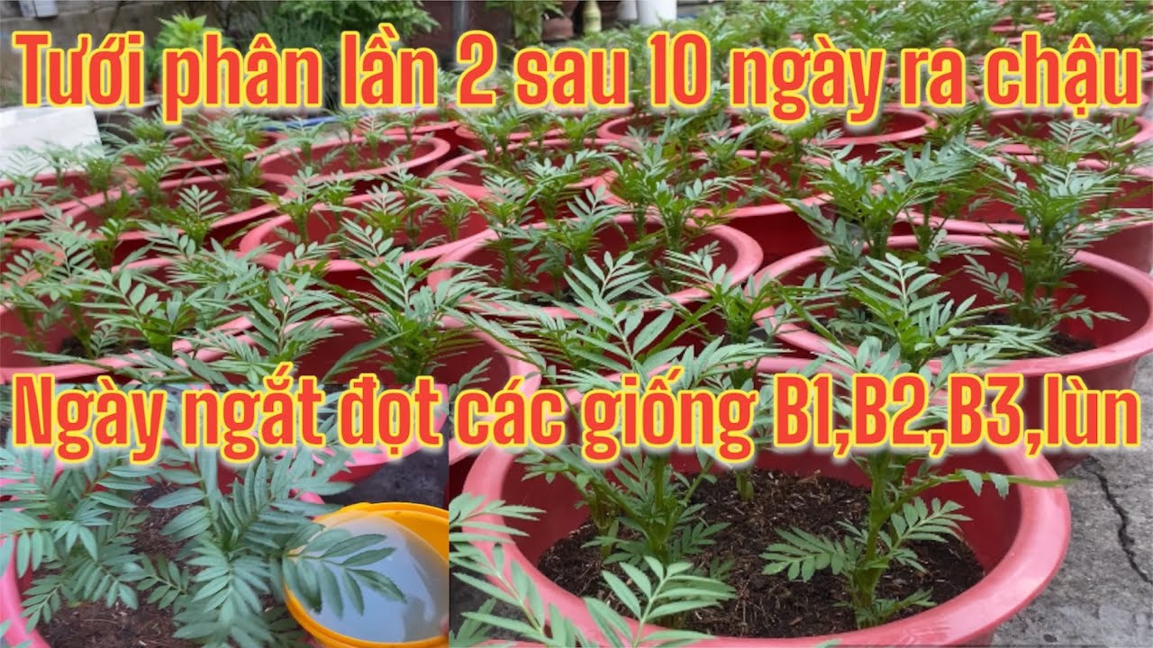 Tưới phân lần 2 sau 10 ngày ra chậu