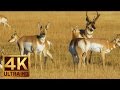 أغنية Animals of Grand Teton National Park in 4K (Ultra HD) 1 HR Nature Video with Natural Sounds