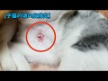 障害子猫の闘病日記㉝ ～寂しんぼう子猫？～