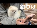 初めてスマホを見た時のポメラニアンの仕草が可愛すぎた