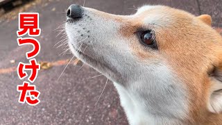 外で飼い主を見つけたら体を擦り付けてくる柴犬