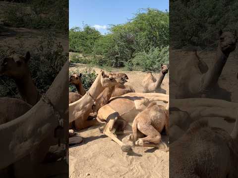 على رمال الصحراء اللامعة يسير قطيع من الجمال فوق الأرض
