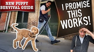 How To Train Your Dog to Walk on Leash WITHOUT Embarrassing You!