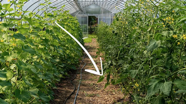 How to Use Wood Chips in the Garden | DOs and DON'Ts