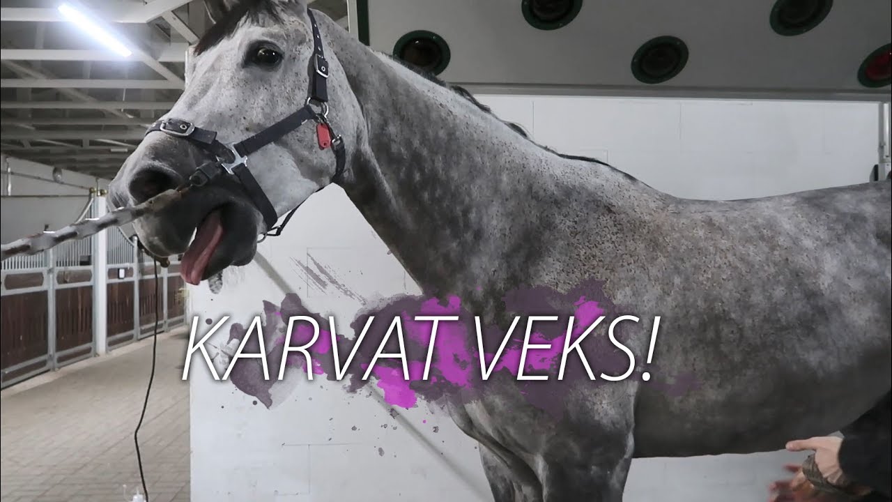 Miten klippaan Macon? ✂️🐎