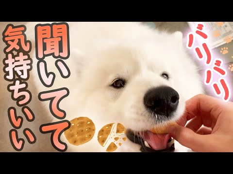 サモエドがせんべいをバリバリ食べる音【ASMR】サモエドさくら