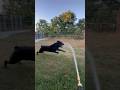 Rottweiler vs. Water Hose