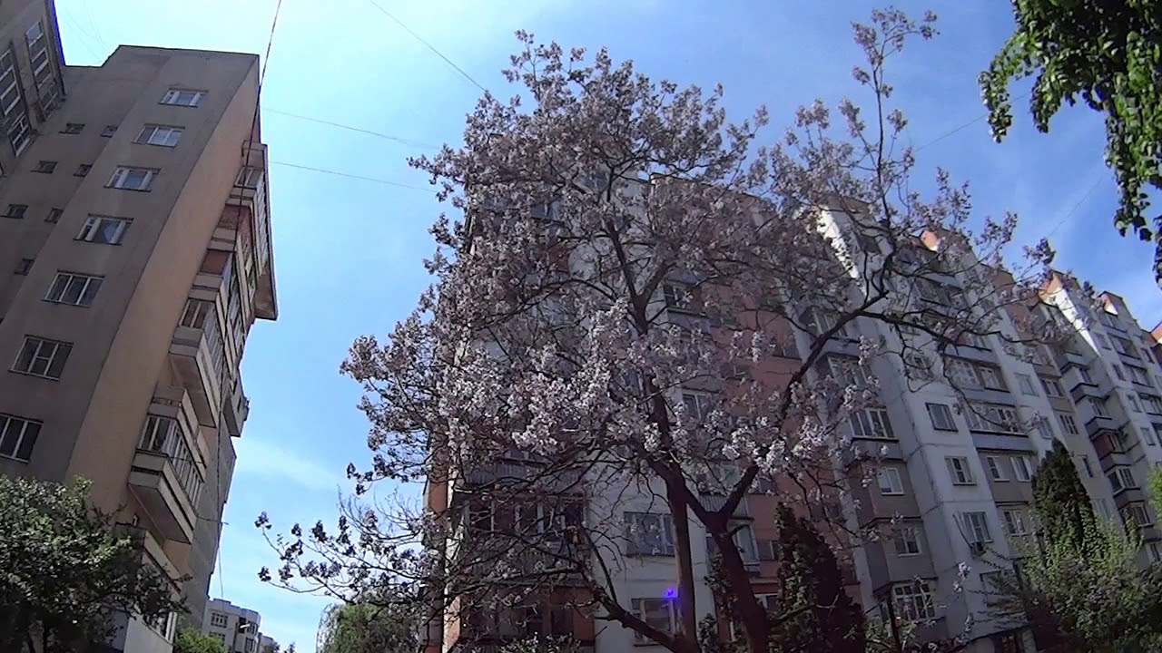 Павловния - YouTube