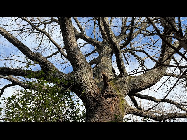 オオクワガタ新規開拓（狐に騙され、糞まで踏まされた日） - YouTube