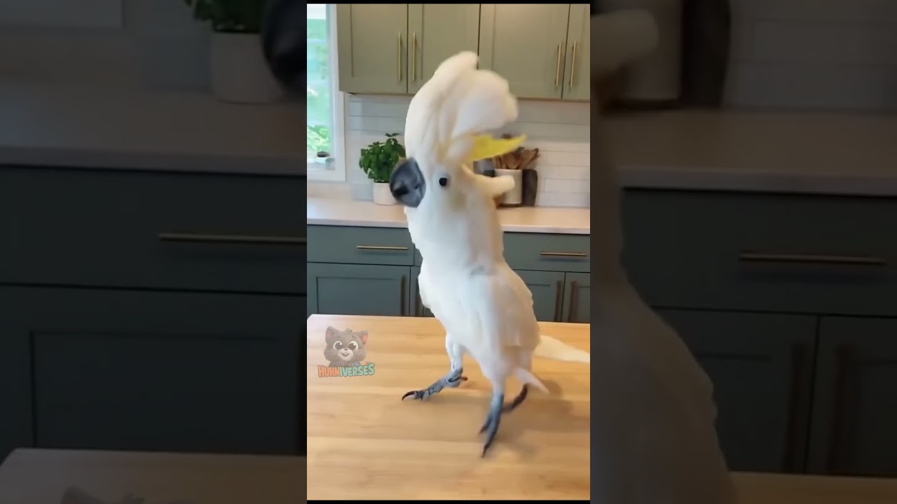 Jackson the Cockatoo Can’t Stop Dancing 