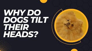 Why Do Dogs Tilt Their Heads!?