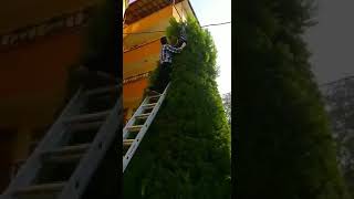 Ustasından Selvi Ağacı Nasıl Budanır - İşi Bilene Vereceksin Arkadaş Resimi