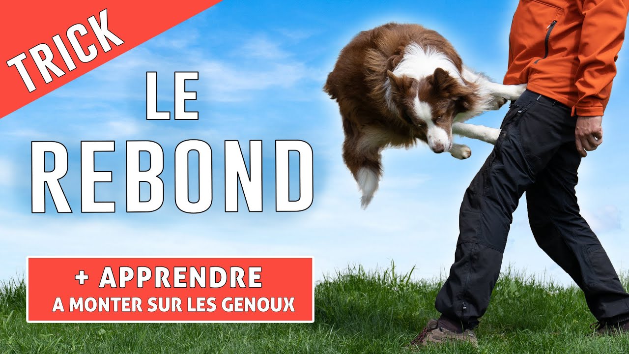 Youtube Comment Faire Sauter Un Chien De 7 Mois Videos